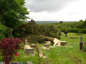 Bomen omgezaagd