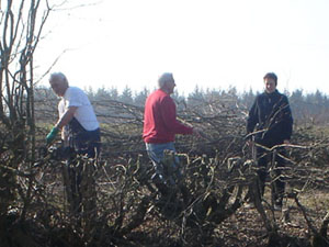 Hans, Wietske en Lex ruimen de heg aan de overkant op