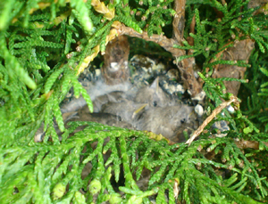 Nest putter